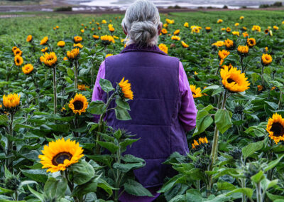 SUNPHLOWERS