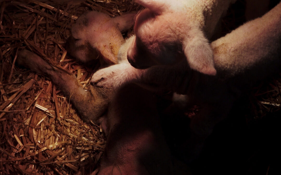 IRISH DOCUMENTARIES 2