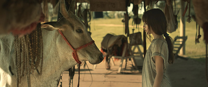 My-Mother-is-a-Cow
